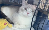 宠物猫托运大概多少钱
