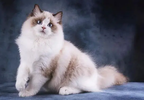 布偶猫的八种颜色及图片