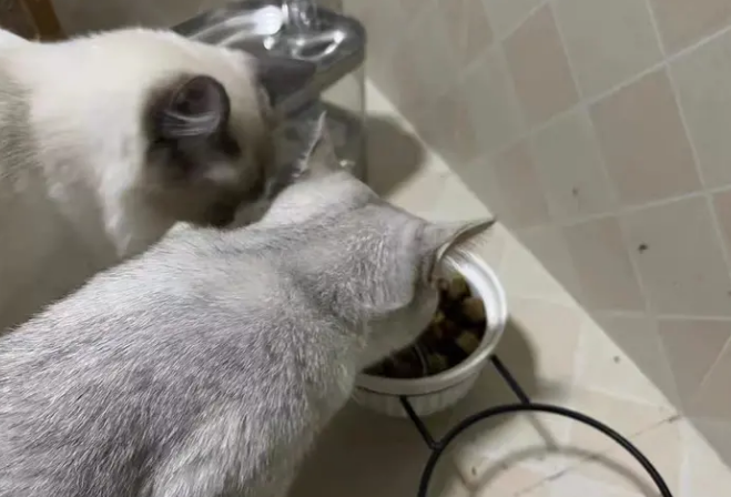 卫仕猫粮为啥最近这么火？养猫人可以选择哪些国产猫粮？