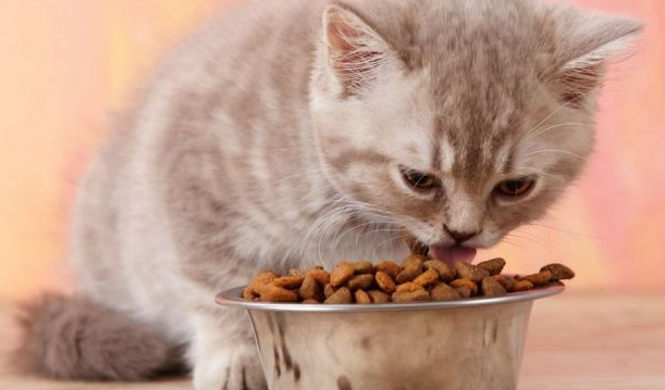 怎样让猫咪爱上狗粮呢