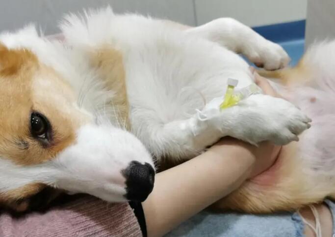狗狗绝育的方式有哪些？