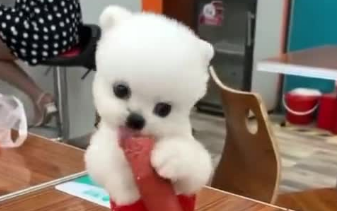 茶杯犬吃什么食物好
