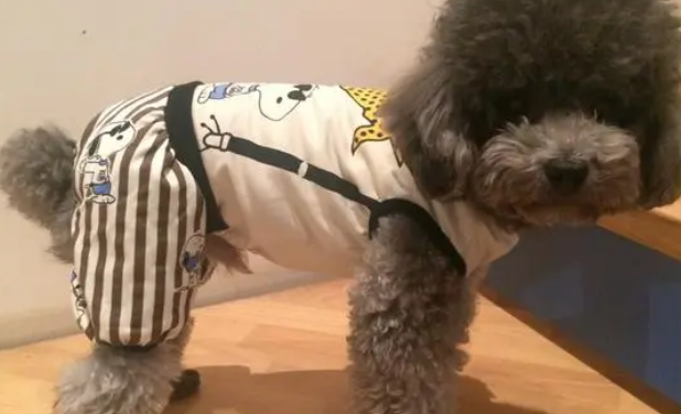 丑丑宠物衣服尺码