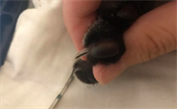 猫咪指甲掉了可以用酒精消毒吗