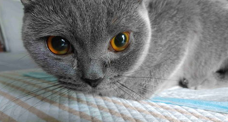 猫咪眼睛异常，表现在猫咪眼部的全身性疾病是什么？