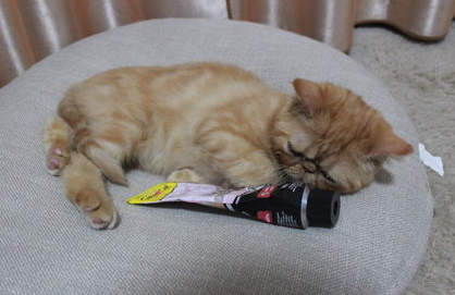让猫猫习惯抱抱的技巧攻略 让猫猫习惯抱抱的技巧攻略