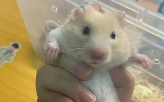 仓鼠怎么样会得湿尾症呢？