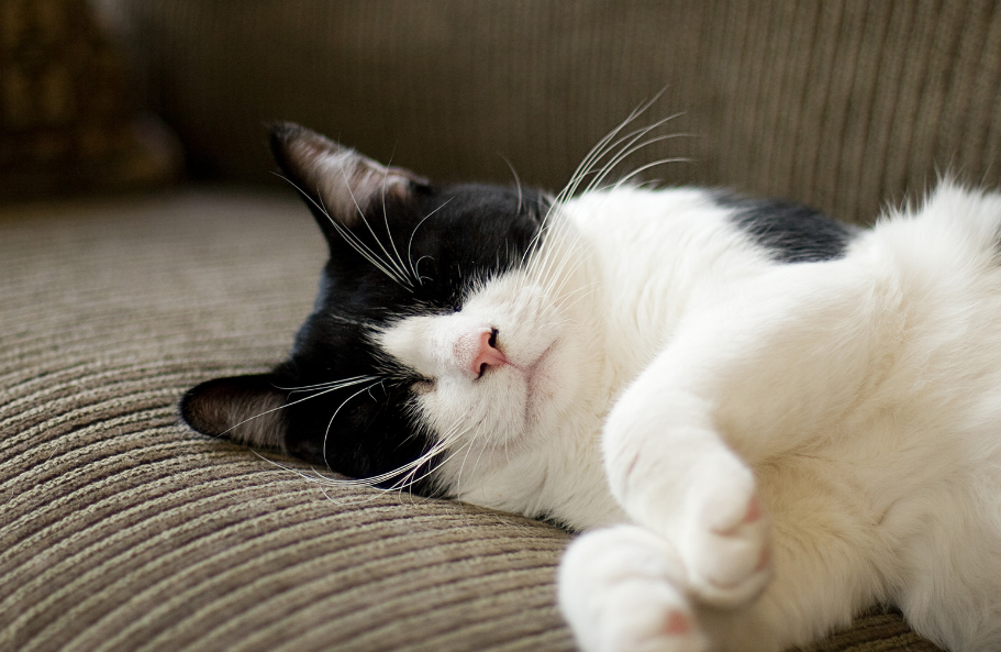 猫咪耳朵发臭是什么原因？猫咪耳朵构造及外耳炎治疗！