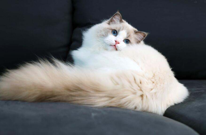 饲养布偶猫的五大正确方法和错误方法
