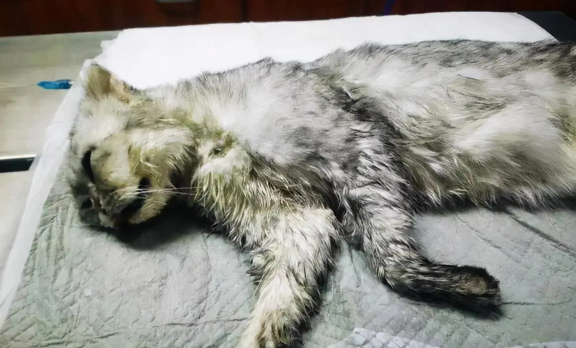 为什么不安葬猫咪呢 为什么不安葬猫咪呢