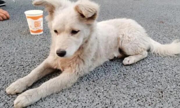 如何驯服流浪幼犬 如何驯服流浪幼犬