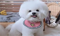 白色的比熊狗狗什么名字好听