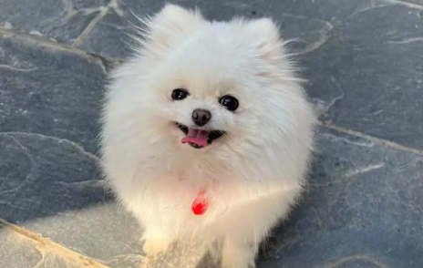 女生适合养什么狗