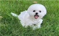 比熊增毛吃啥,比熊头发少如何增毛?