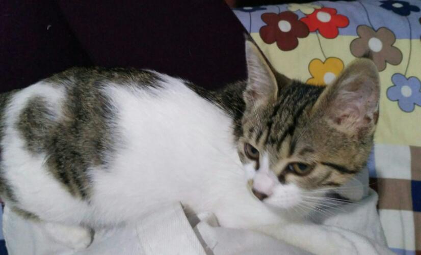 猫猫调教训练刺激方法分为非条件刺激和条件刺激