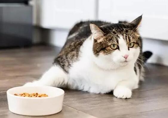 猫粮猫不吃怎么办啊
