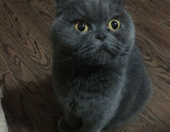 英短蓝猫性格