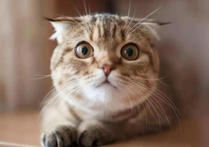 猫咪犯错的四个调教方法，你试过吗？