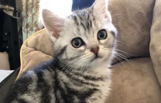 美国短毛猫常见病症介绍,你们都清楚吗? 美国短毛猫常见病症介绍,你们都清楚吗?