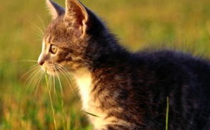 给猫咪换药的方法及注意事项，猫咪养护技巧！