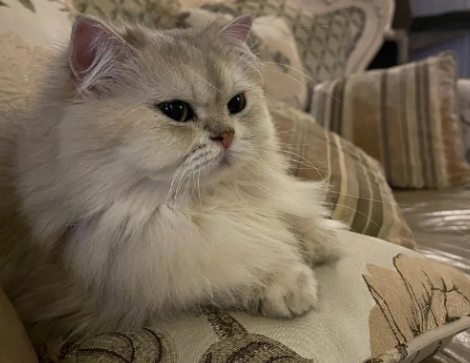 邓峰网红后院猫