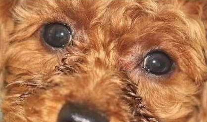 清除“泰迪犬”泪痕的5小方式 ,拿走不谢! 清除“泰迪犬”泪痕的5小方式 ,拿走不谢!