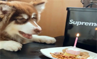 狗能吃奶油蛋糕上的奶油吗为什么