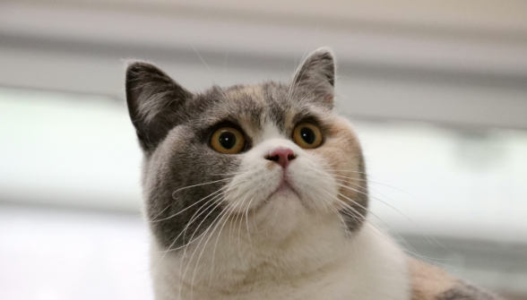 英短猫吐黄水是什么情况?主人别大意了