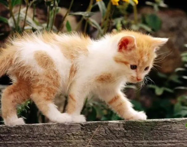 家里的猫前世是你的什么人