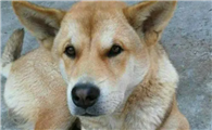 中华田园犬12个品种图