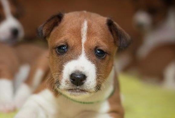 饲养宝典：怎样细心照顾幼犬？