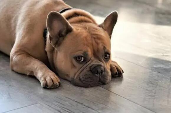 狗狗反胃呕吐怎么回事