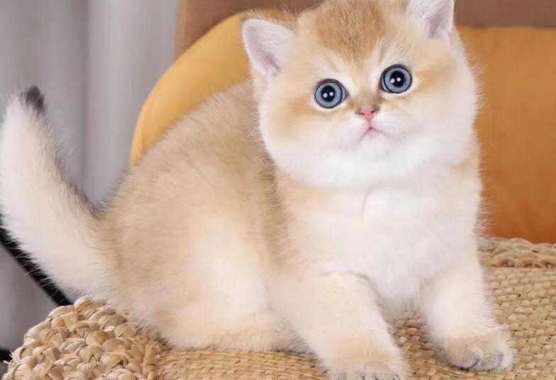 猫咪肠胃不好老吐怎么办呀