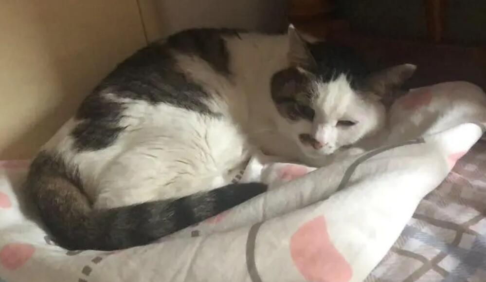 猫拉稀不吃东西没精神怎么办