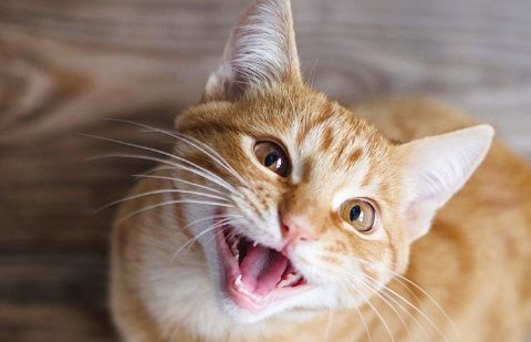 猫咪叫突然变得沙哑什么原因