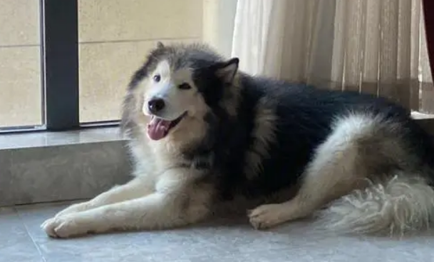 阿拉斯加咬死主人是真的吗