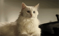 猫咪耳螨反复发作?别再用棉签给它掏耳朵了!