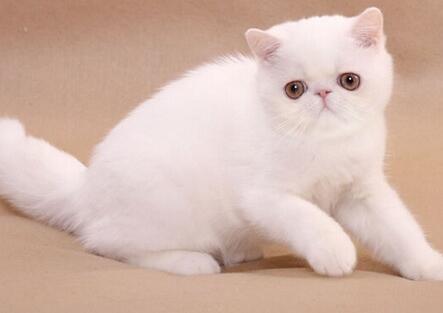 波斯猫拉肚子会到死亡的程度这么严重吗(猫会拉肚子拉到死)