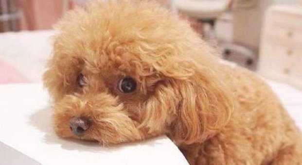 为何大部分的泰迪犬都“短寿”?这六个缘故,真令人心痛! 为何大部分的泰迪犬都“短寿”?这六个缘故,真令人心痛!
