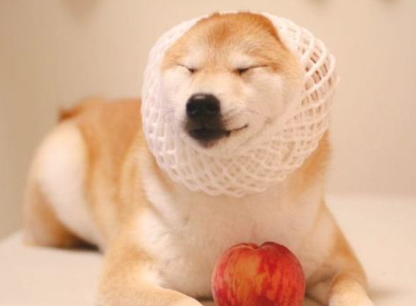 不同年龄的柴犬如何饲养？