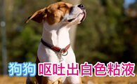 狗狗吐白色痰一样的东西
