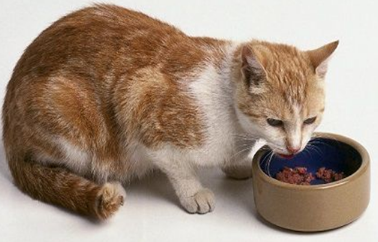 猫咪为什么不会自己吃东西