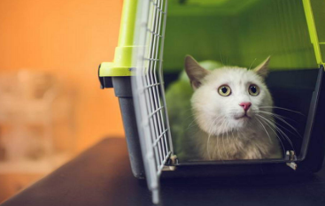 胆小的猫咪可以托运吗？
