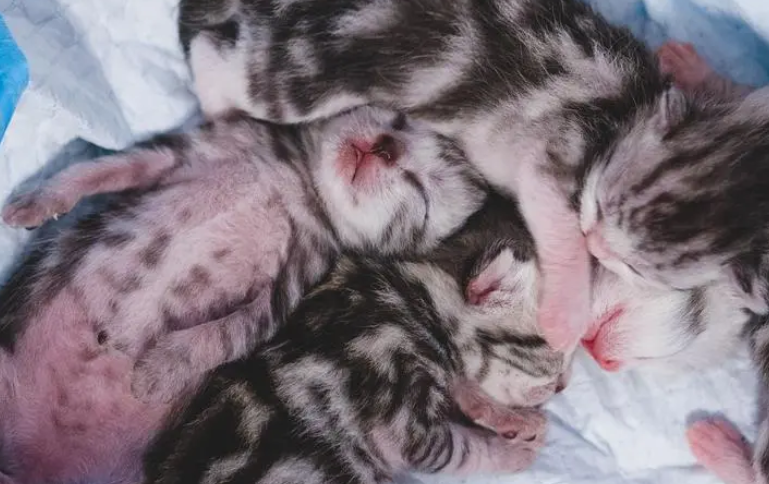 猫隔了10天又生了一只