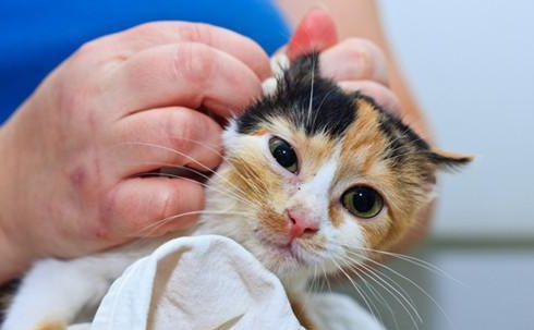 猫咪用了大宠爱多久可以洗澡
