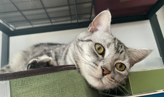 猫鼻支和猫疱疹病毒有什么区别？该如何预防与治疗？