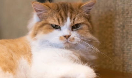 猫咪会过敏吗？