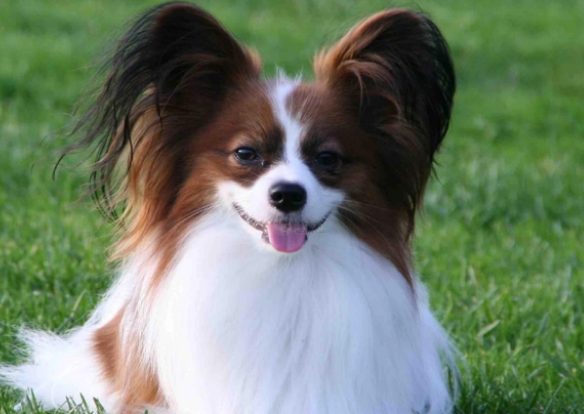 不因一时冲动而养蝴蝶犬,看这里就知道了~ 不因一时冲动而养蝴蝶犬,看这里就知道了~