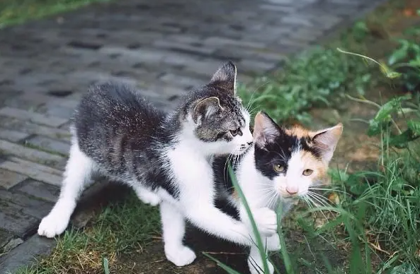猫咪抑郁能自愈吗?看情况哦~ 猫咪抑郁能自愈吗?看情况哦~