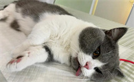 猫咪绝育后鸡一直出来